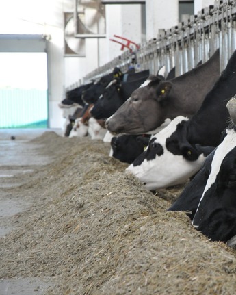 Роботизована ферма Villa Milk, фото